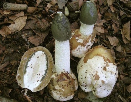   Phallus impudicus 